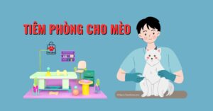 Lịch Tiêm phòng cho Mèo - Petizen