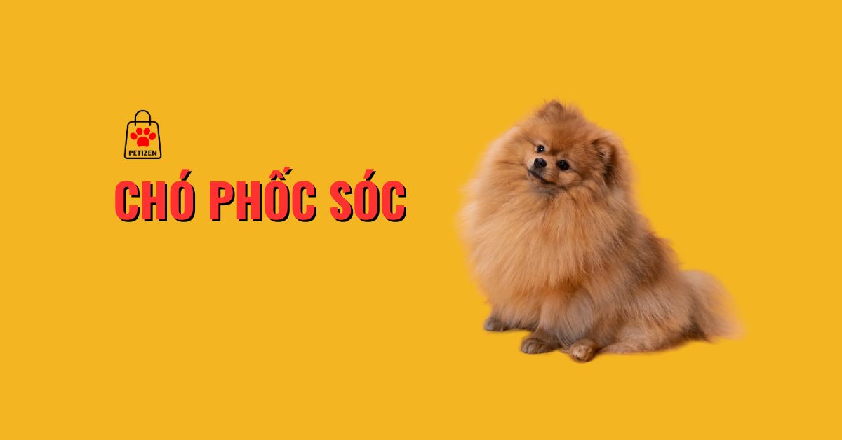 chó phốc sóc - petizen