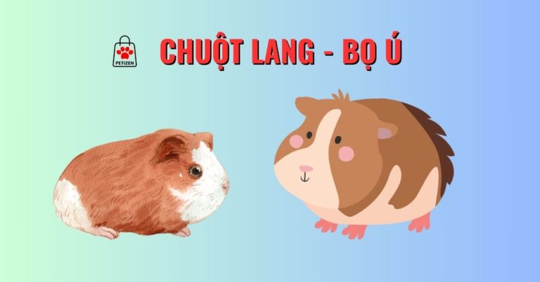 Chuột lang – Bọ Ú – Guinea Pig – Giá tiền – Tuổi thọ và cách nuôi