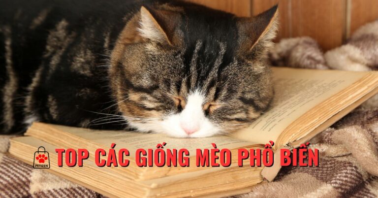 Top 44 các giống mèo đẹp được nuôi nhiều nhất trên thế giới