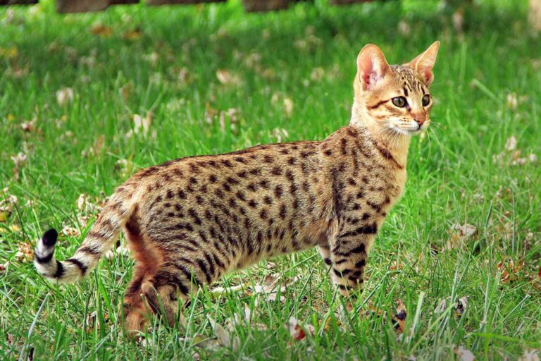 Mèo Ashera – Giống Mèo đắt nhất thế giới, giá lên tới 2,5 tỷ đồng