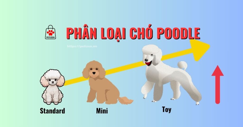 Phân loại chó poodle - Petizen