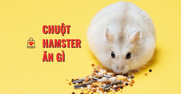 Chuột hamster ăn gì cho nhanh mập, kéo dài tuổi thọ