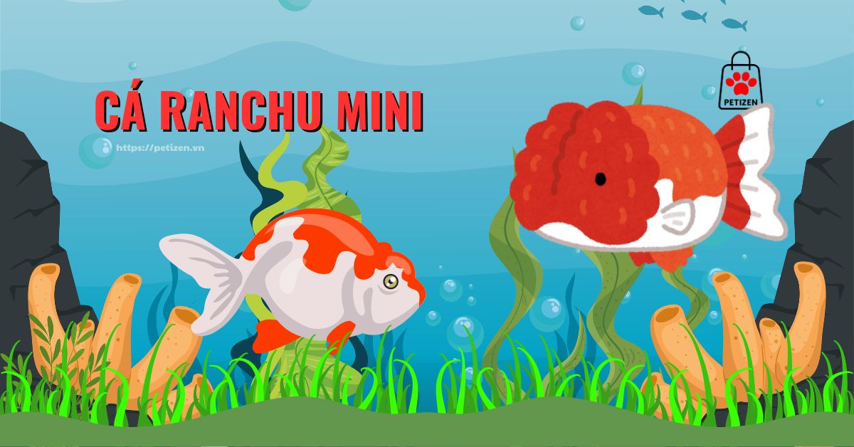 Cá ranchu mini - Petizen