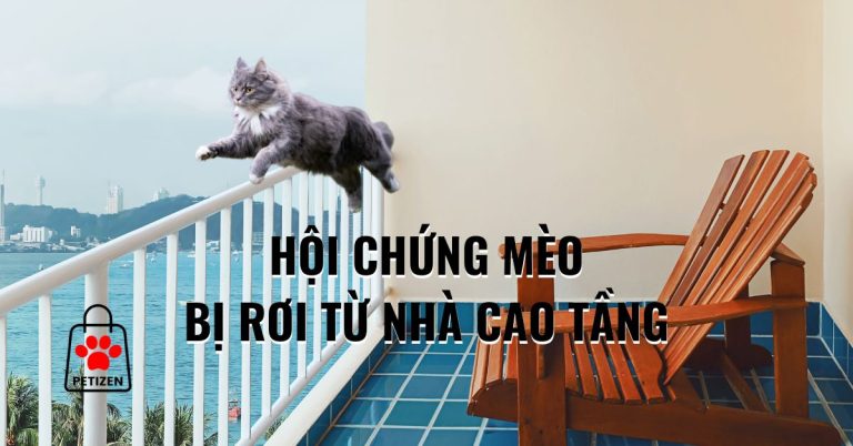 Hội chứng Mèo bị rơi từ nhà cao tầng là gì – Nguyên nhân, Tỷ lệ sống, Cách phòng và chữa – (2024)