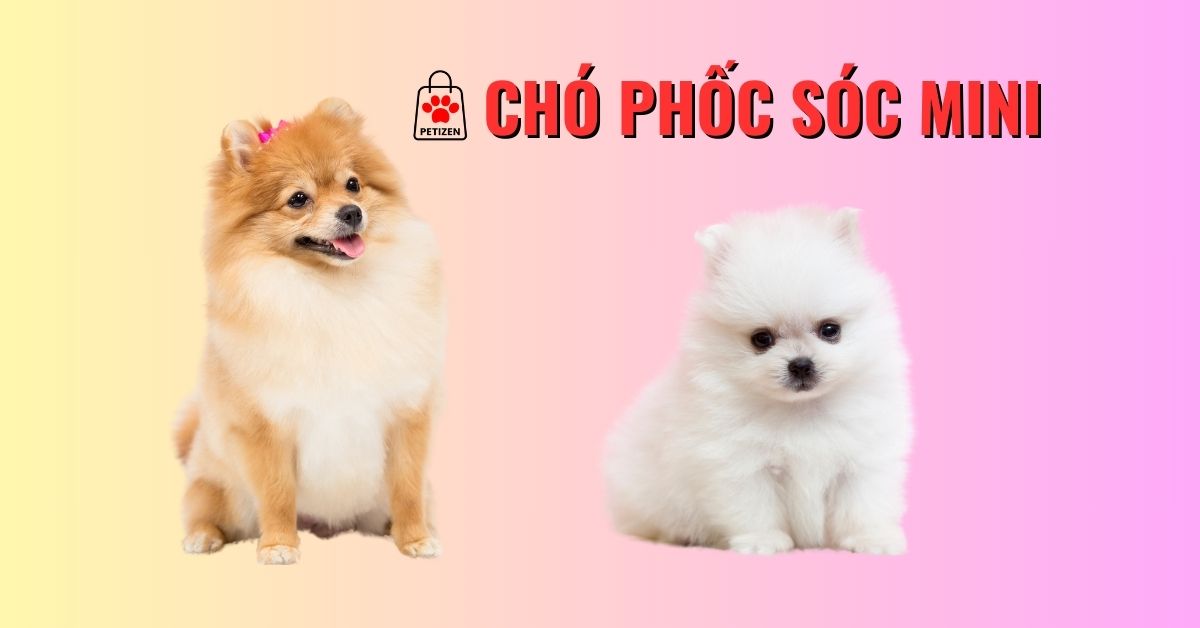 chó phốc sóc mini - Petizen