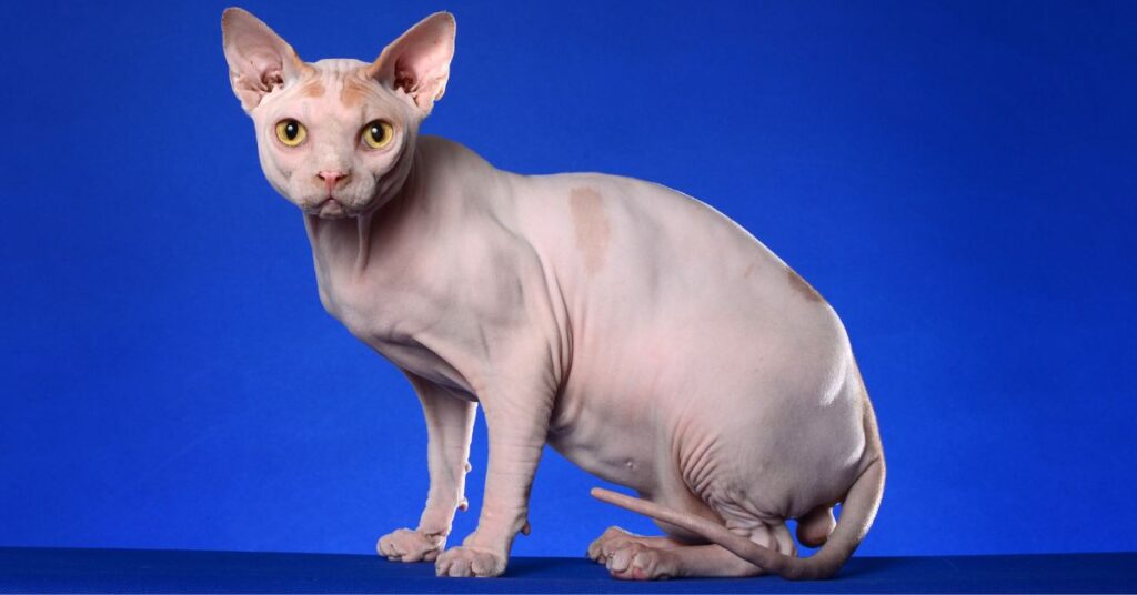 Giống mèo Sphynx