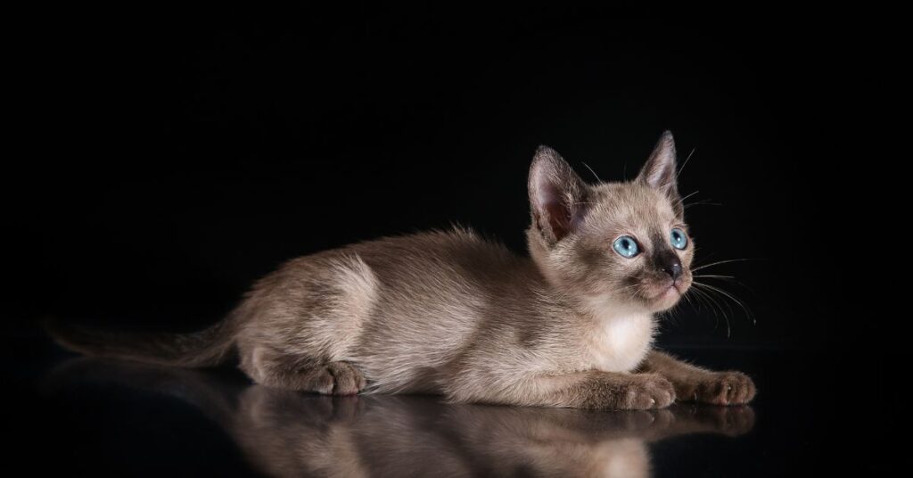 Giống mèo Tonkinese