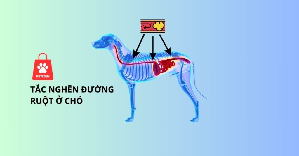 tắc nghẽn đường ruột ở chó